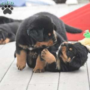 Axel, Rottweiler Mix Puppy